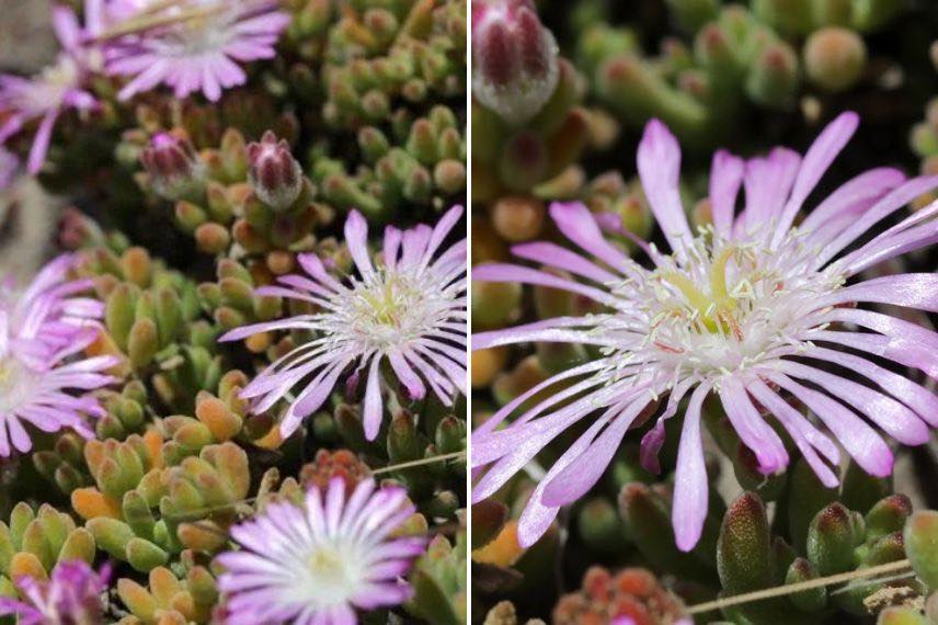 Drosanthemum candens