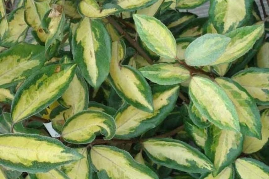 Elaeagnus ebbingei Limelight