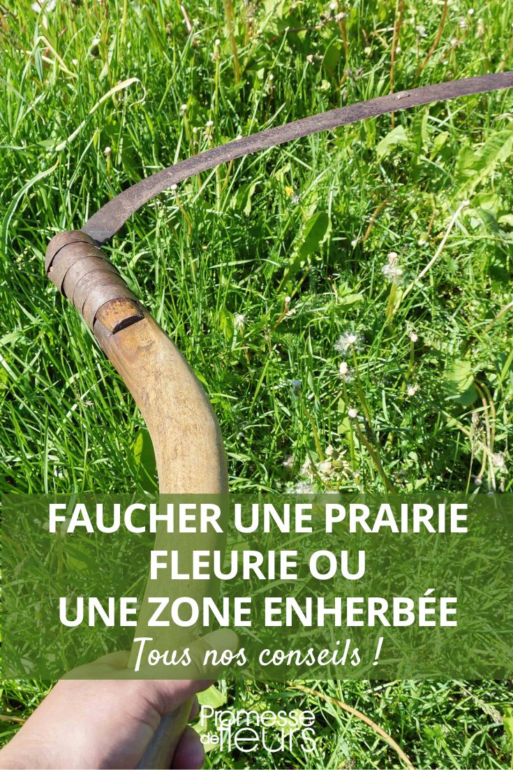 fauchage de l'herbe