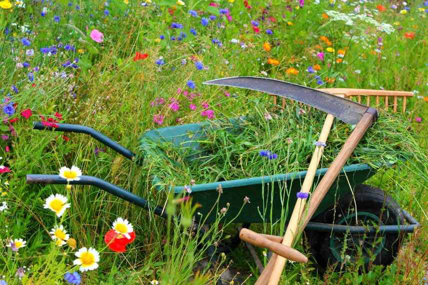 Faucher une prairie fleurie