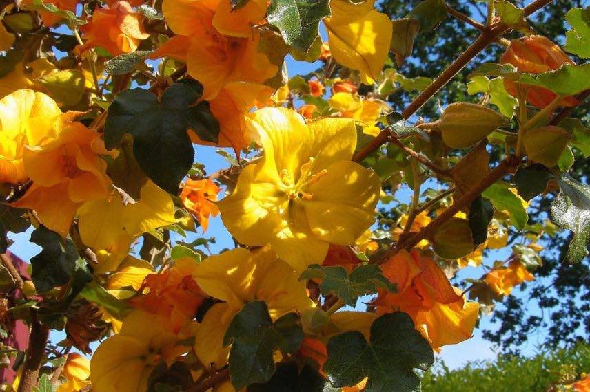 Fremontodendron