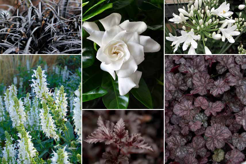 Inspiration pour associer le Gardenia : massif contrasté, blanc et noir