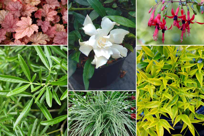 Inspiration pour associer le Gardenia : en pot sur une terrasse