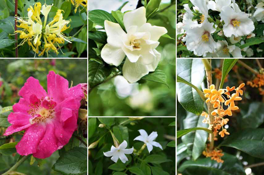 Inspiration pour associer le Gardenia : avec d'autres floraisons parfumées