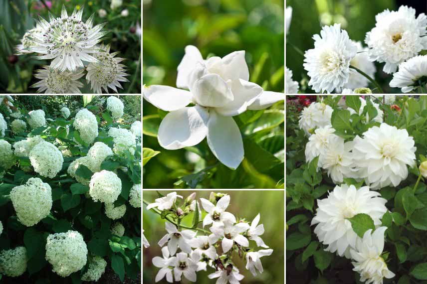Inspiration pour associer le Gardenia : jardin blanc