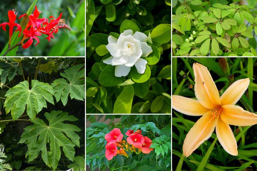 Inspiration pour associer le Gardenia : jardin exotique luxuriant