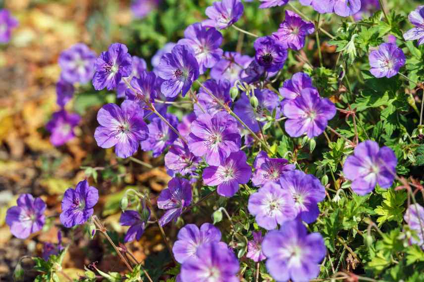 vivaces de soleil longue floraison, plantes massif soleil longue duree de floraison, plantes vivaces estivales longtemps fleuries