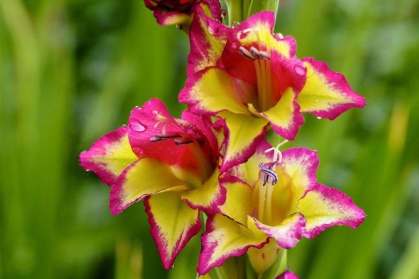 glaieul Gladiolus Flevo Laguna