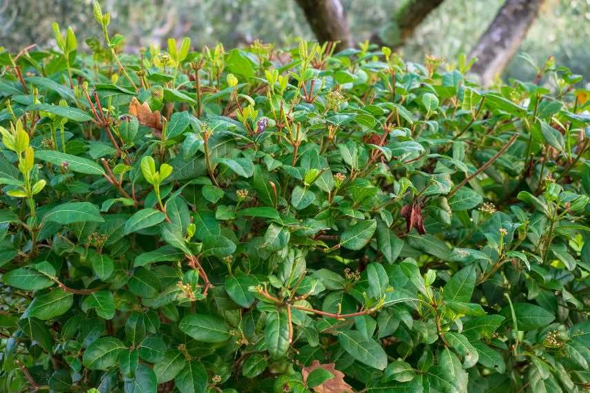 Viburnum tinus