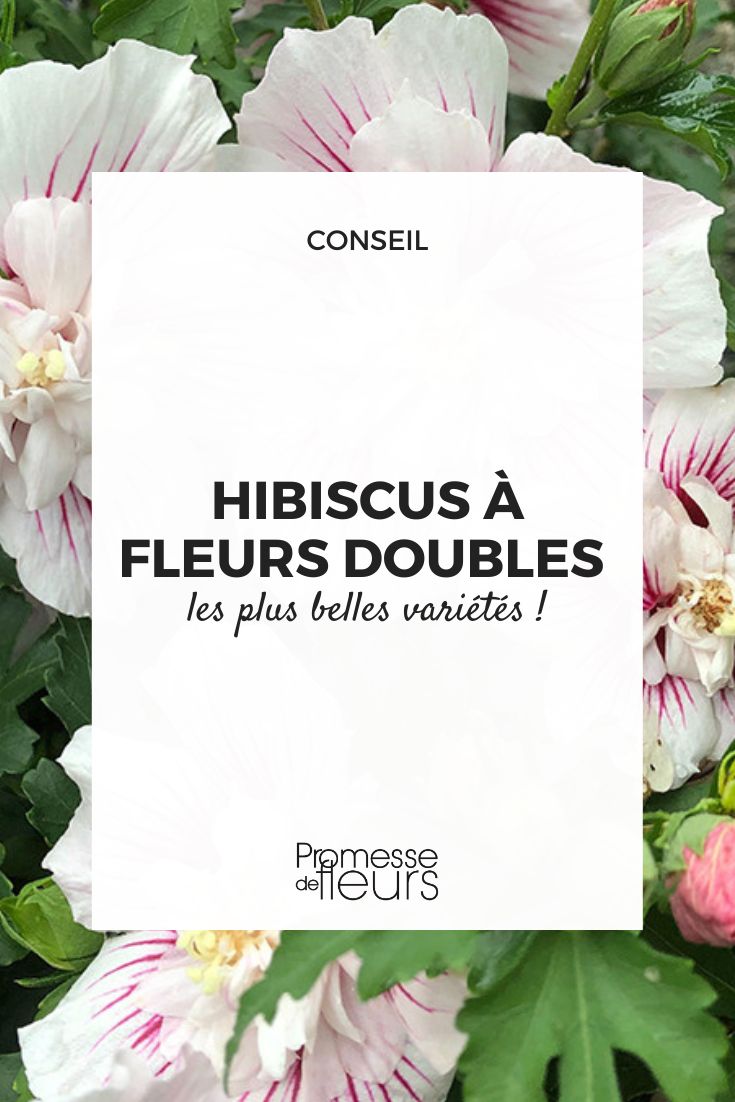 hibiscus syriacus