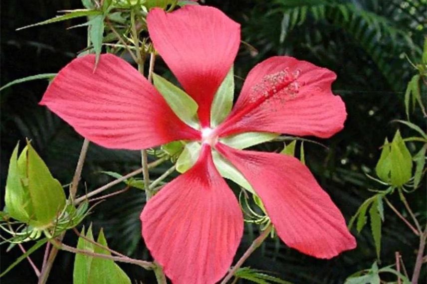 hibiscus coccineus