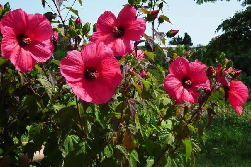 hibiscus planet Griotte