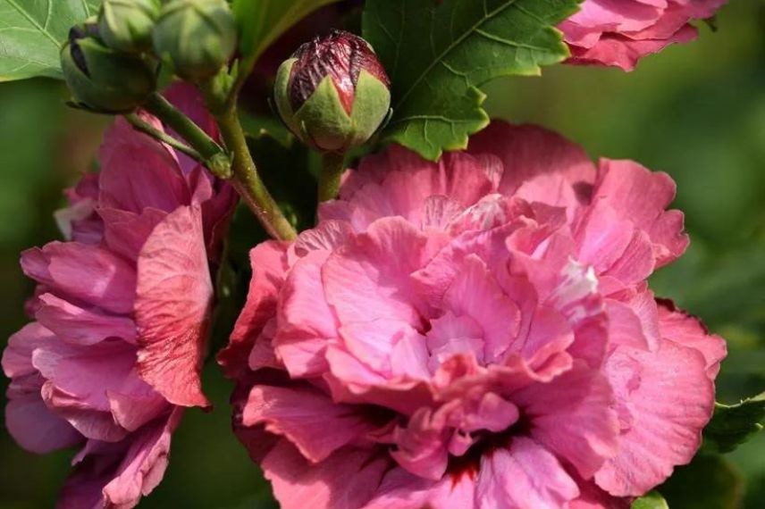 hibiscu syriacus