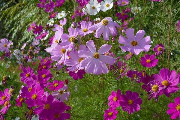 Gardez le sourire : les floraisons tardives chassent le blues de la fin de l'été !