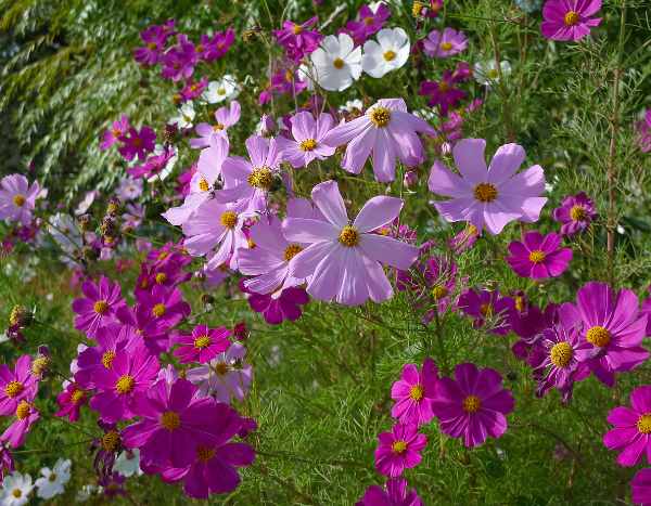 Gardez le sourire : les floraisons tardives chassent le blues de la fin de l'été !