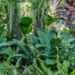 Comment créer une ambiance tropicale dans un petit jardin ?