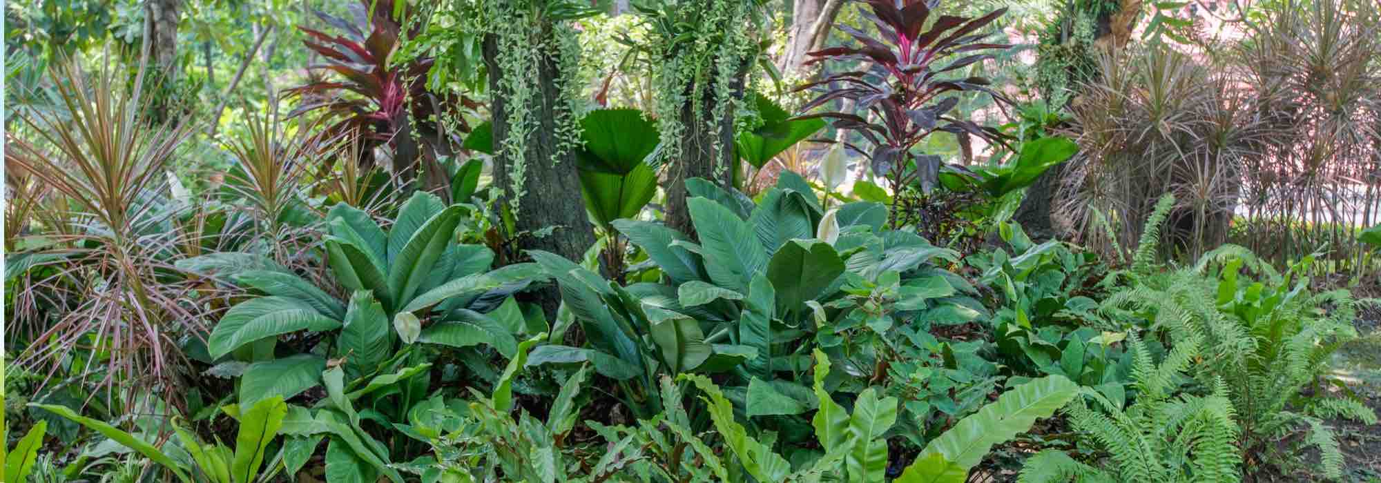 Comment créer une ambiance tropicale dans un petit jardin ?