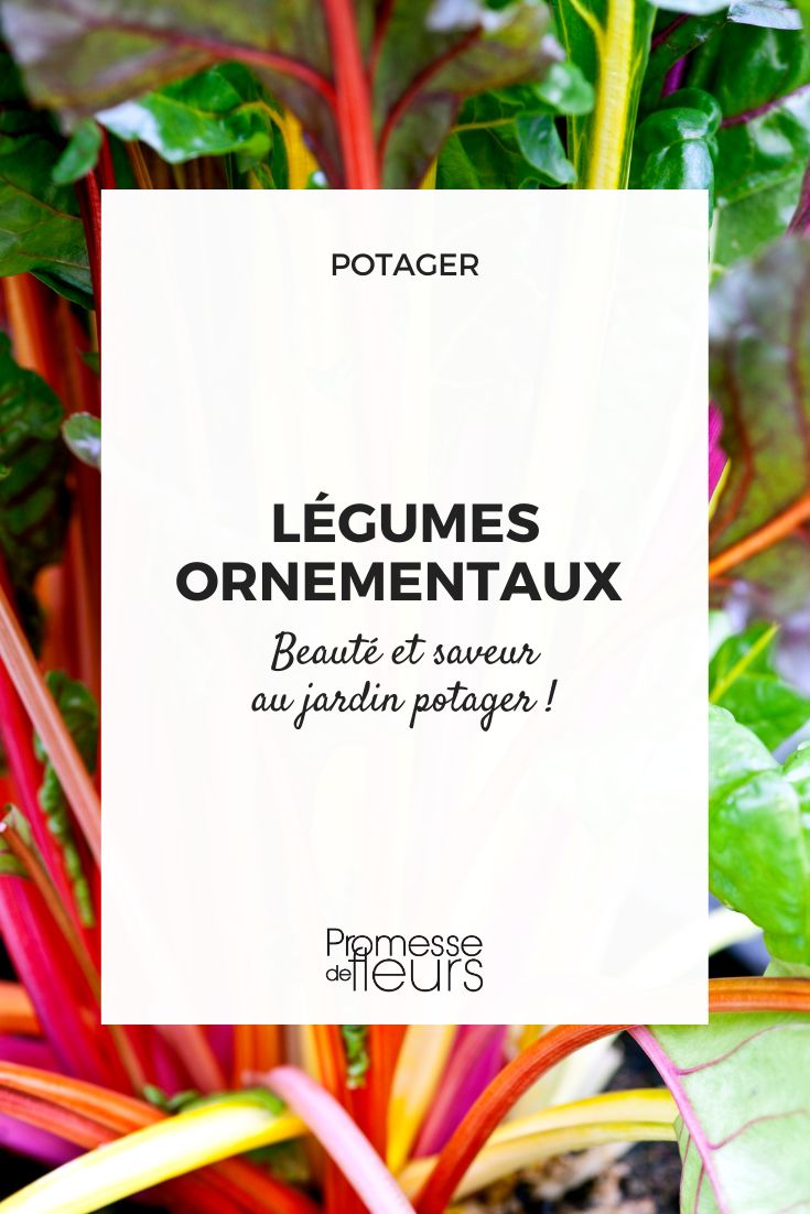 Potager : découvrez des légumes insolites