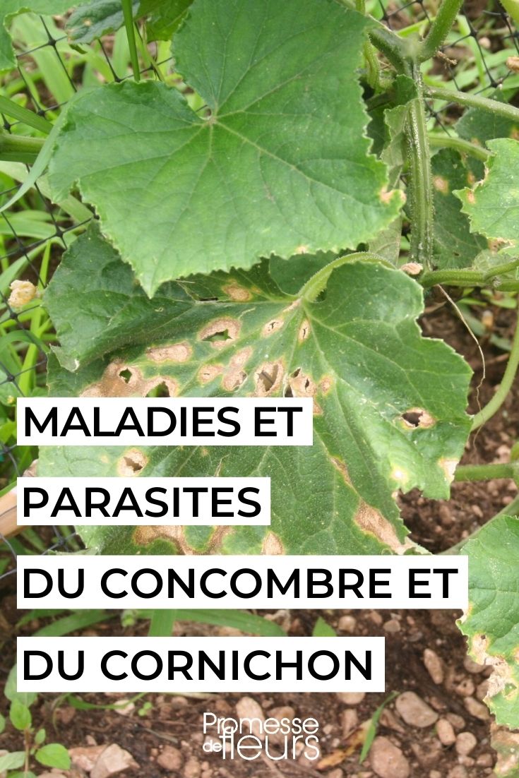 traiter soigner prévenir maladies insectes ravageurs concombres cornichons