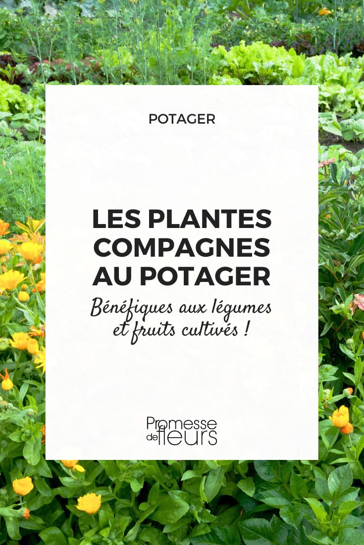 plantes compagnes