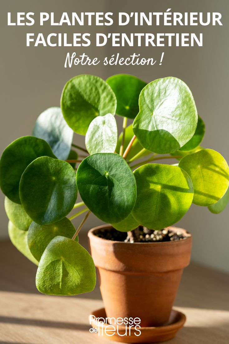 Pilea peperomioides