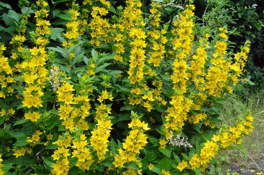 Plantes à racines tracantes, vegetaux racines tracantes, racines traçantes