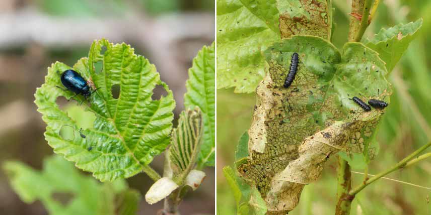 Aulne, Alnus : maladies et parasites