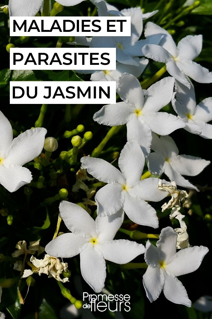 Maladies et parasites du jasmin - Promesse de Fleurs