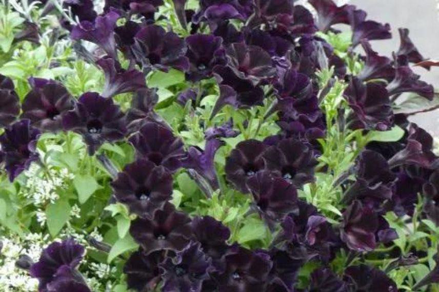 Petunia Black Ray