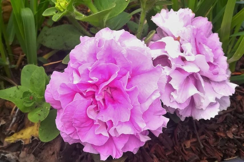 Petunia Double Lilac