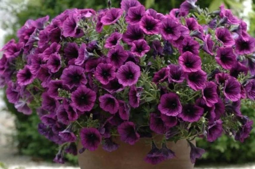 Petunia Merlot