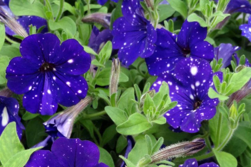 Petunia Night Sky