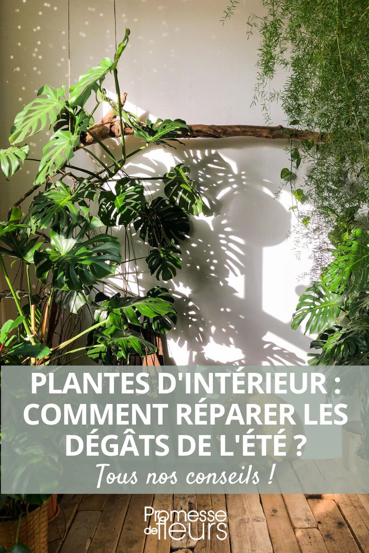 plantes interieur ete chaleur soleil