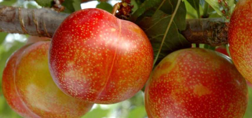 pluot meilleures varietes, plumcot varietes, prune-abricot les meilleurs