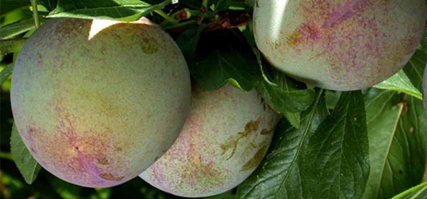 pluot meilleures varietes, plumcot varietes, prune-abricot les meilleurs