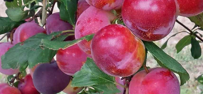 pluot meilleures varietes, plumcot varietes, prune-abricot les meilleurs