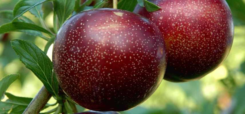 pluot meilleures varietes, plumcot varietes, prune-abricot les meilleurs