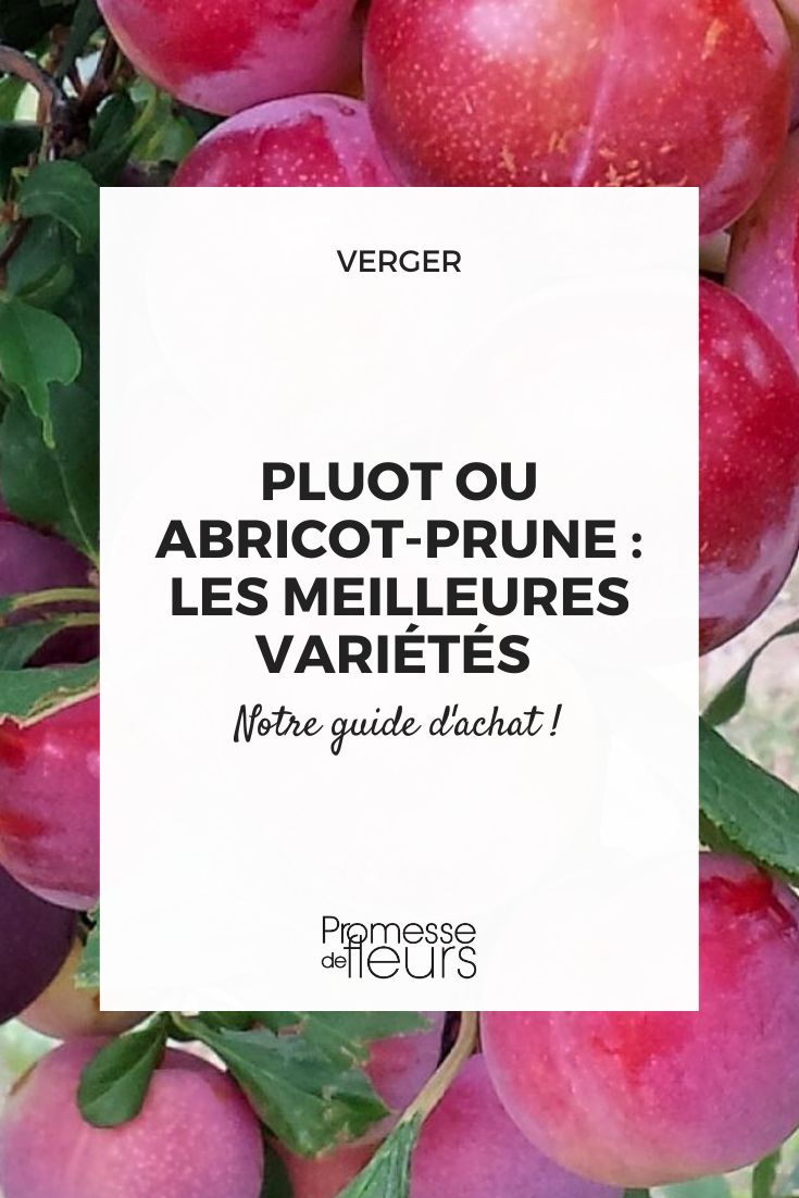 pluot abricot-prune guide d'achat