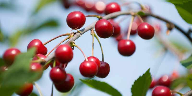 Queues de Cerises Tisane Minceur - Herbes du Monde