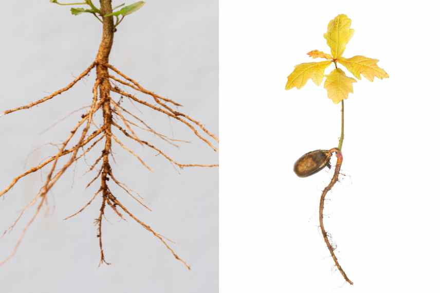 plantes a racines pivotantes, systeme racinaire pivotant, quelles plantes racine pivot
