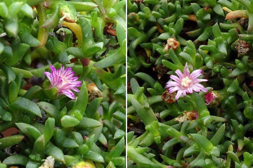 Ruschia prostrata