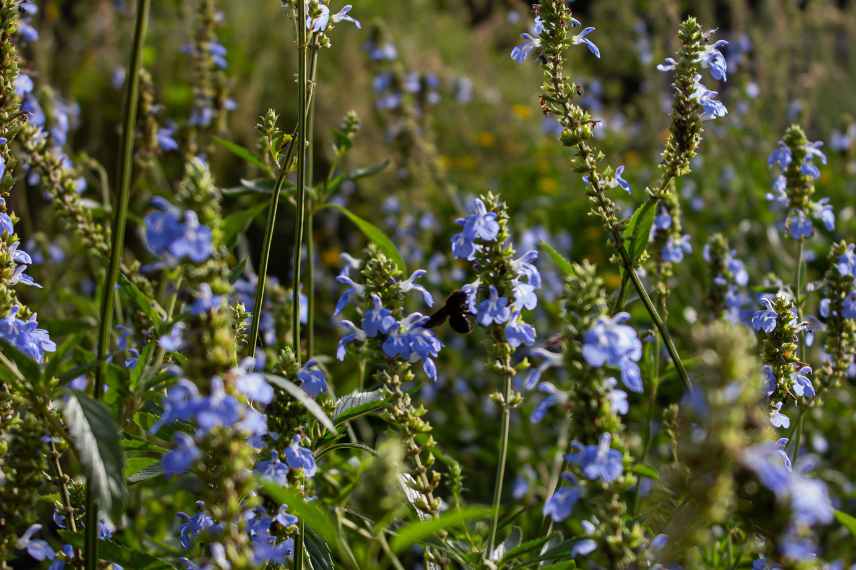 vivaces de soleil longue floraison, plantes massif soleil longue duree de floraison, plantes vivaces estivales longtemps fleuries