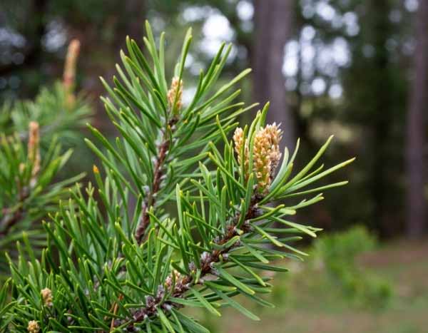 Comment récolter et utiliser les bourgeons de pin ?