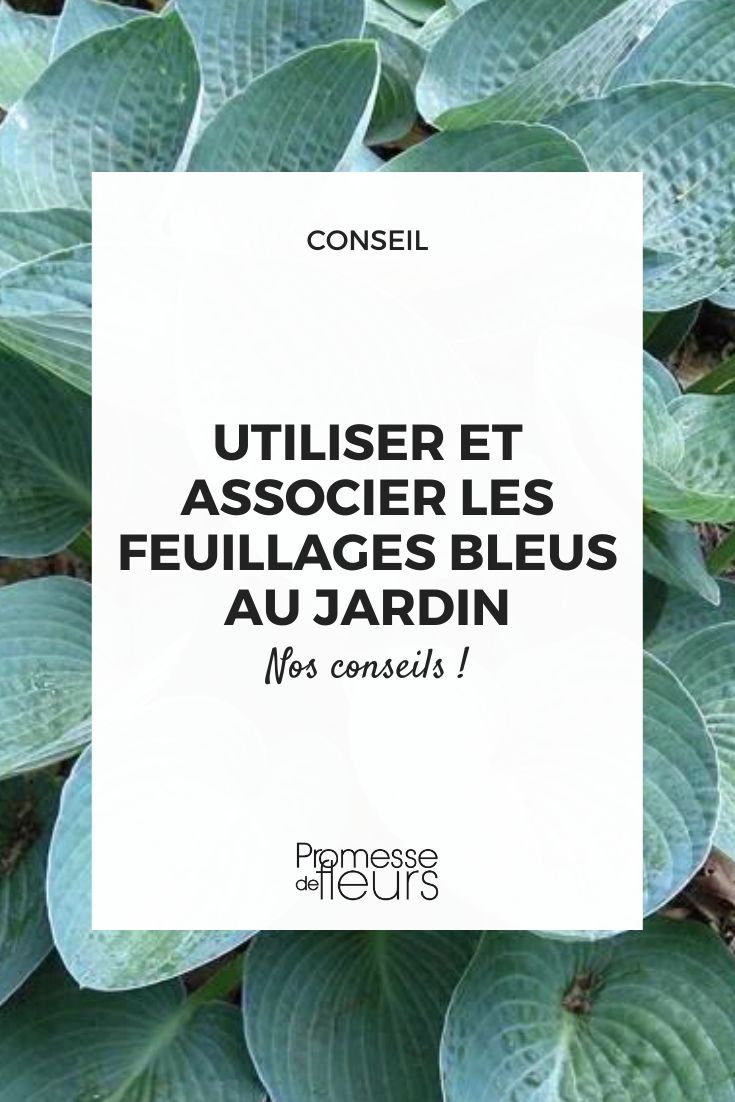 vegetaux a feuilles bleues