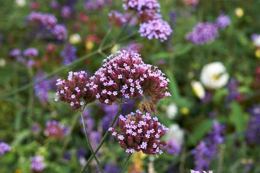 vivaces de soleil longue floraison, plantes massif soleil longue duree de floraison, plantes vivaces estivales longtemps fleuries