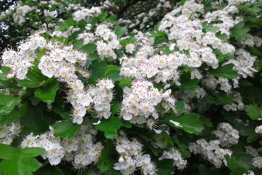 plantes a racines pivotantes, systeme racinaire pivotant, quelles plantes racine pivot