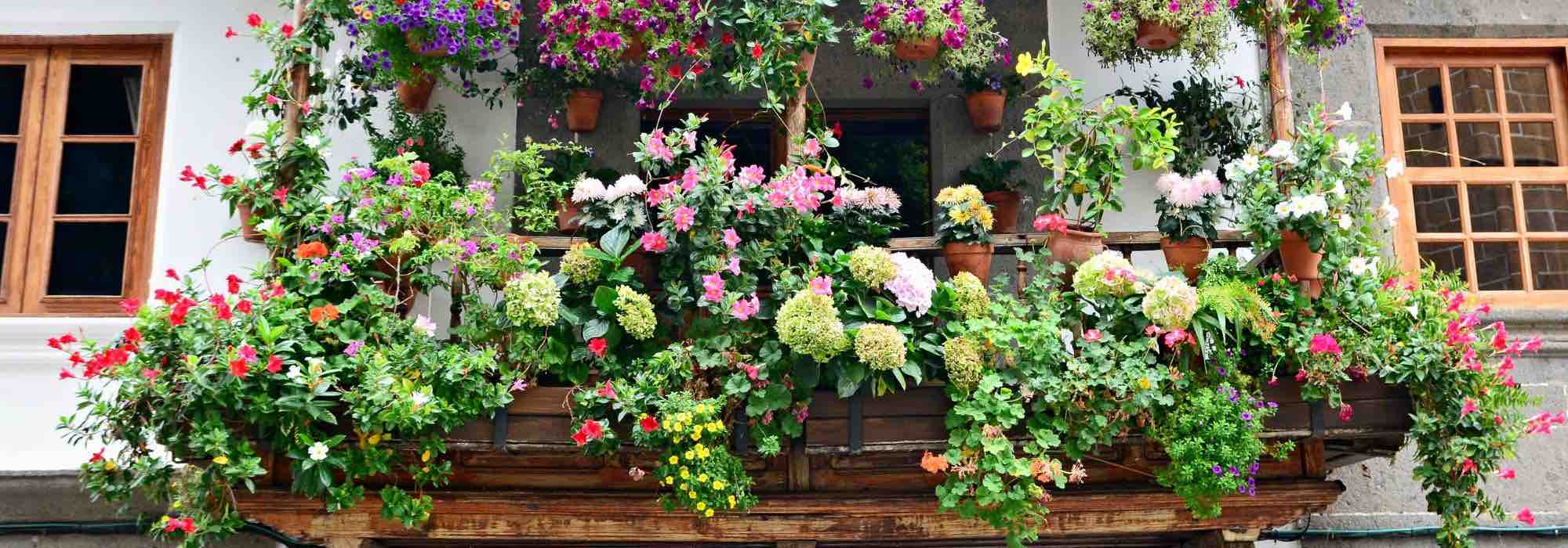 Les meilleures plantes pour créer un coin de campagne sur votre balcon