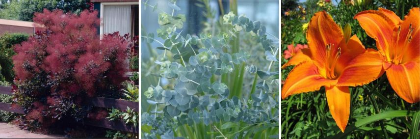 bleu et pourpre au jardin 