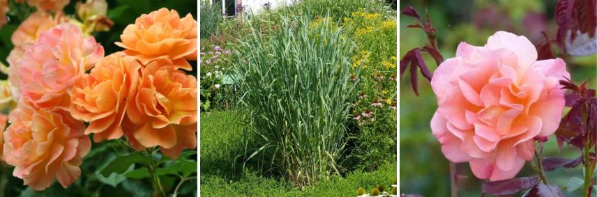 association bleu au jardin 