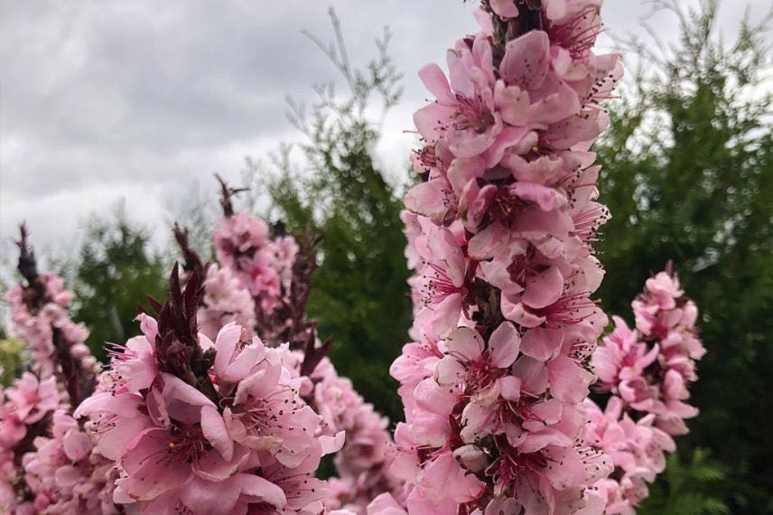 couleur fleurs